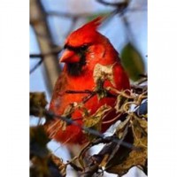 William Steinbaecher