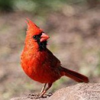 Rafael Garcia-Melendez