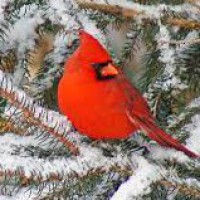 Kenneth Morrison, Sr.