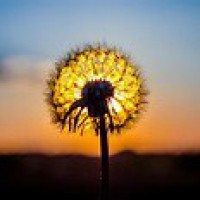 Pedro Fontanez Santiago