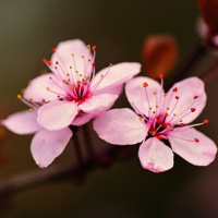 Evelyn Neaves Booker