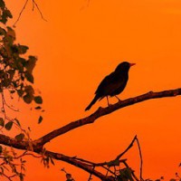 Rodney Zimmerman, Sr.