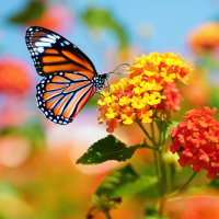 Beverly Wickenheiser