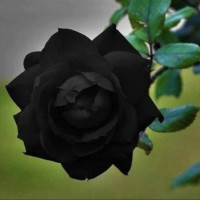 Jorge Chavez Miranda Jr.