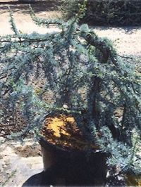 William \"Bill\" Knopp