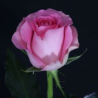 Margarita \"Margaret\" Malanche