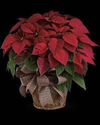 Ardis \"Ardie\" McCaleb