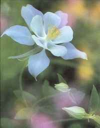 LaDonna Kriegshauser