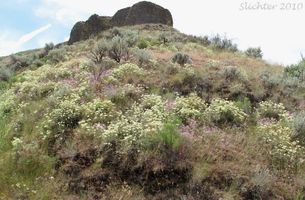 Richard \"Dick\" Bailey