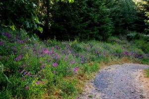 Barrett \"WAYNE\" Marr