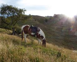 Theodore \"Ted\" Foust