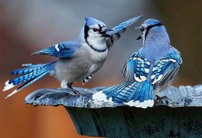 Richard \"Dick\" Taylor