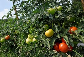 Michael \"Mike\" Prall, Jr.