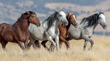 Elizabeth \"Izzy\" Effler