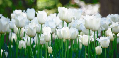 Mary Wilson McCoy Shrader