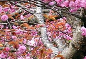 Nathalie \"Talley\" Davis