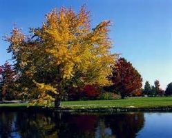 William Madinger III