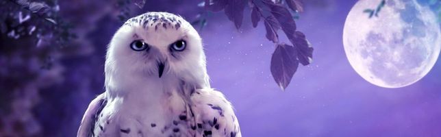 John \"Johnny\" Chapman