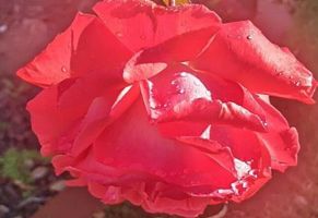 Reginald \"Reggie\" Hoentz