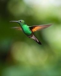 Jennie \"Juarez\" Whitehead