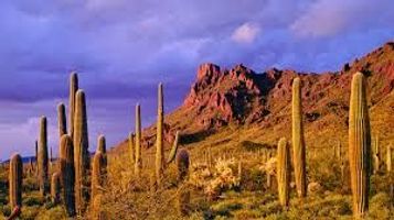 Rose \"Rosie\" Gomez