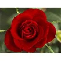 Magdalen Kapolczynski