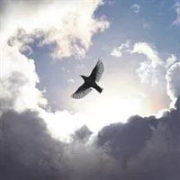 George Williamson  Jr.