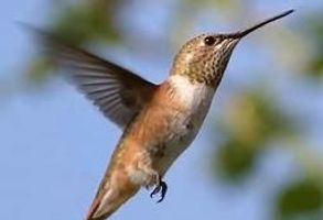 Martha \"Marty\" Bortle