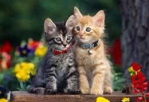 Sylvester \"Sy\" Morey