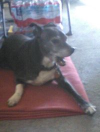 Steven \"Steve\" Rogers