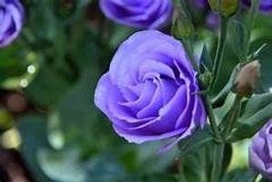 Svetlana Matievskaia