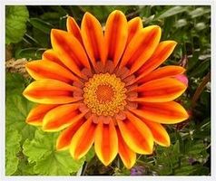 Melissa Schmiedeler-Zachary