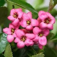 Valeska Ostrowski Van Vliet