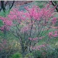 Lucinda \"Cindy\" Polwort