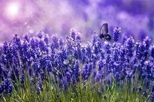 Erica Weston Obituary | Afterall