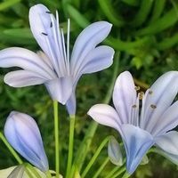 Louise \"Bette\" Palmer