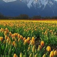 Margaret \"Maggie\" Laws