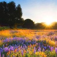 Gail Harrington-Miller