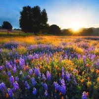 Odette Aimee Schaefer