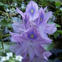 Clariesha Whittemeore