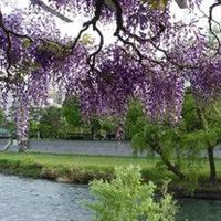 Cora \"Janie\" Coburn