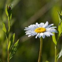 Louise Philippi-Derr