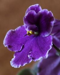 Victoria Collingwood