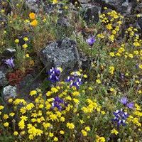 Carolyn Palmer-Valdez