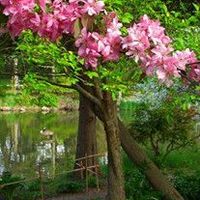 Laverne Proctor Johnson