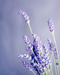 Karen Schneider Smith