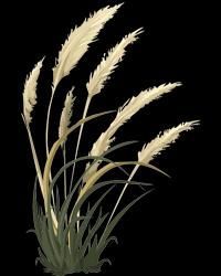 Abraham Cordonero Jr.