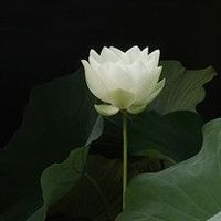 Constance \"Connie\" Sims