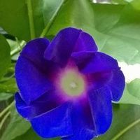 Eleanor Cooper-Cottrell