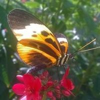 Margaret Johnson-Hunter